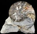 Hoploscaphites Nodosus Ammonite - Nice Display #44052-1